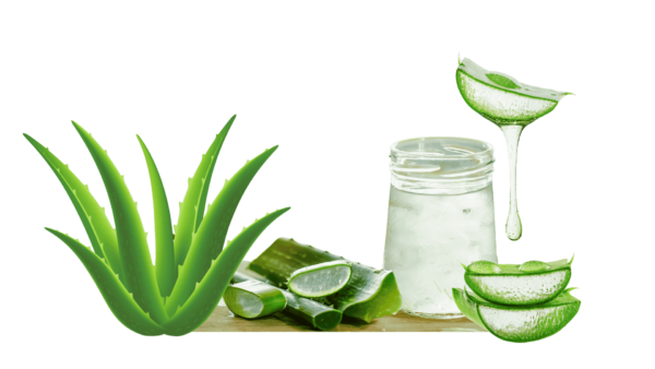 extracto de aloe vera de sabila