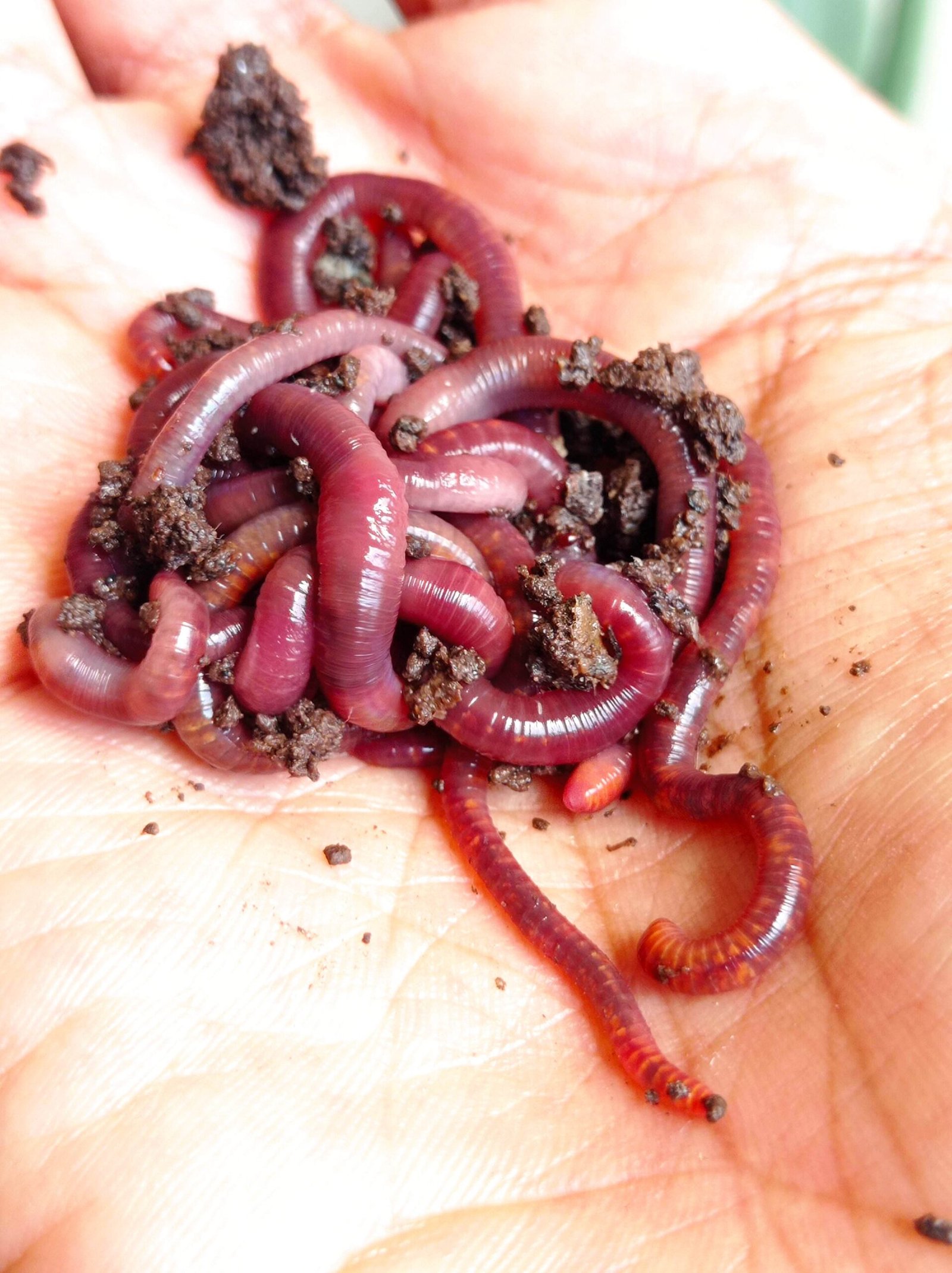 Minikit Activador de Vermicompostera Casera - Image 2