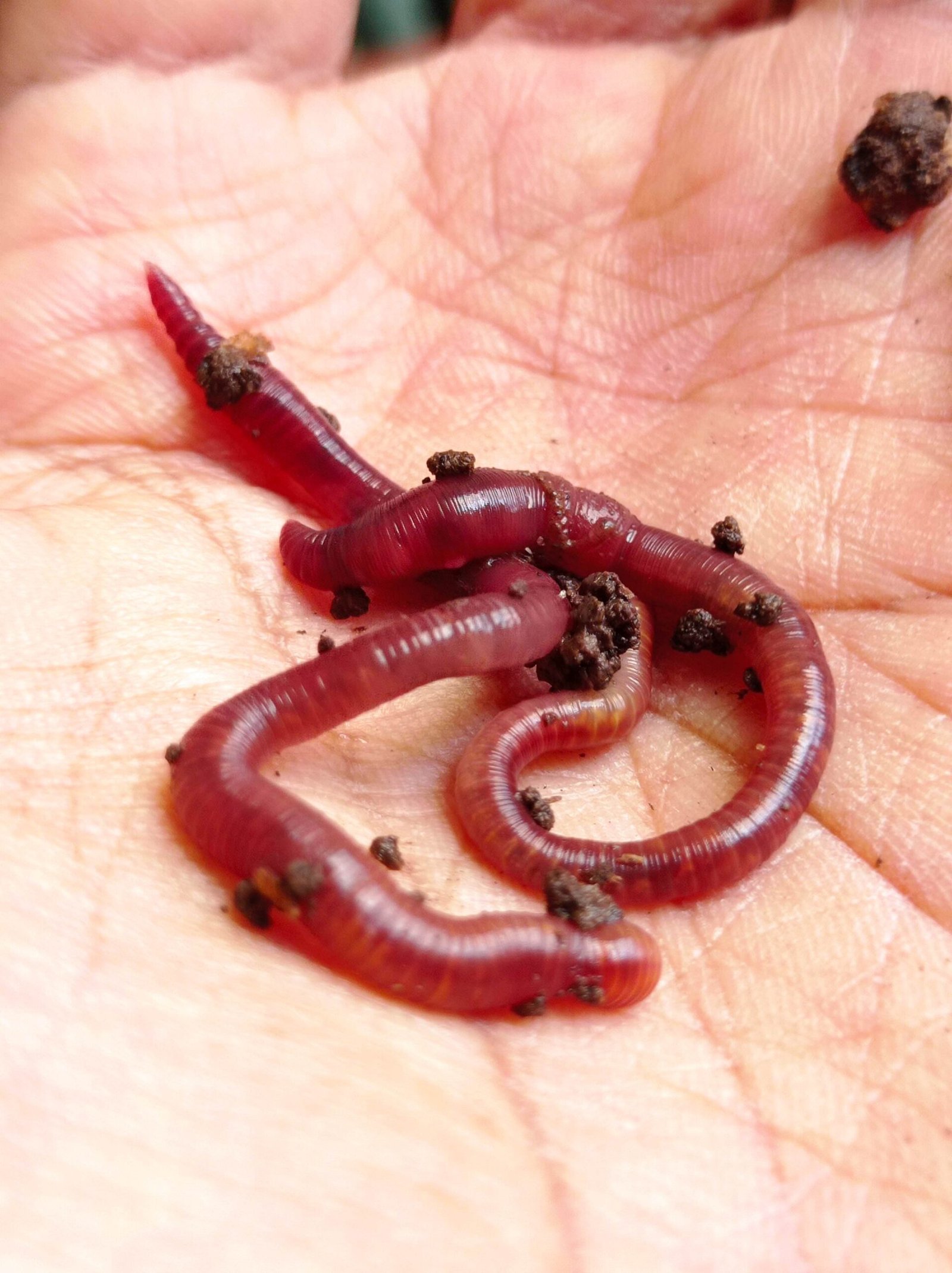 Minikit Activador de Vermicompostera Casera - Image 3